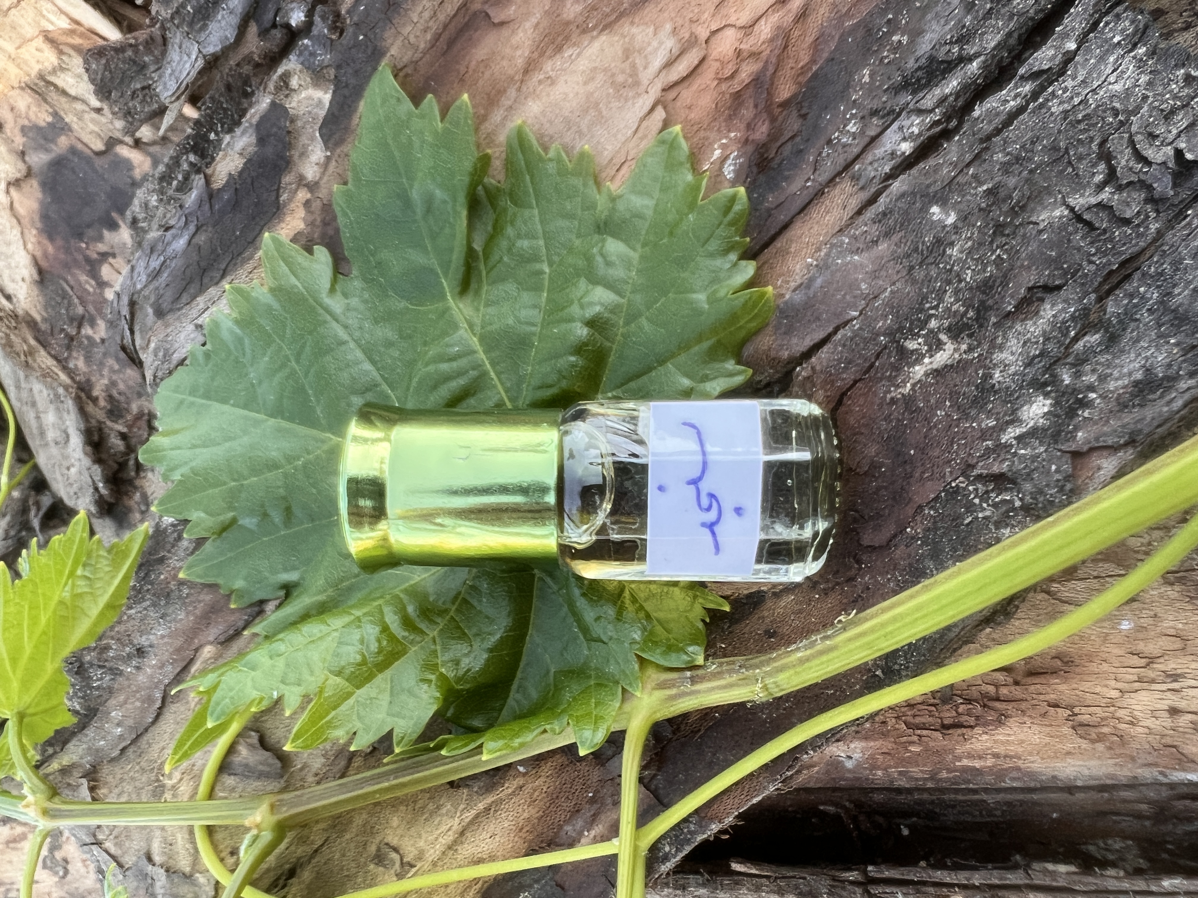 عطر شکوفه سنجد